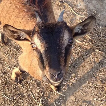 Agriturismo Al Capitellon Farm stay Scorze
